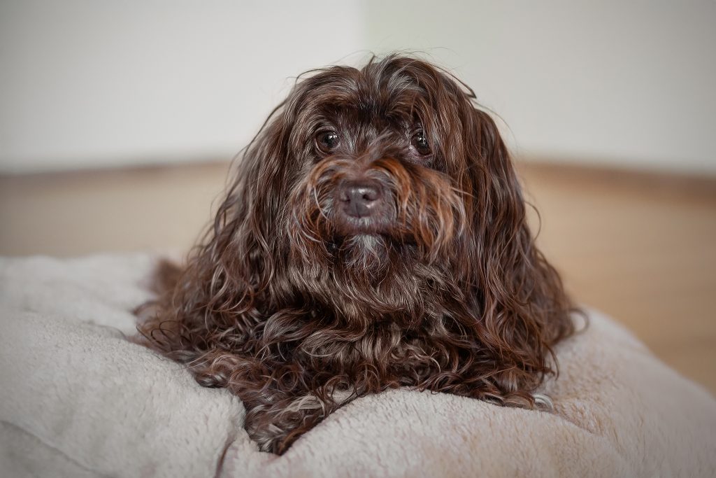 Bella ist sehr freundlich und den Menschen sehr positiv zugewandt