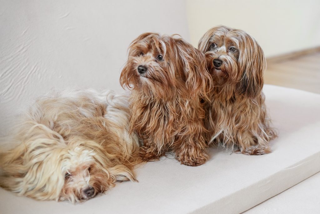 Havaneserhunde kuscheln auf dem Sofa