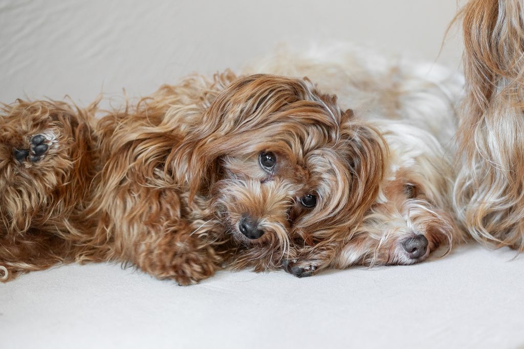 Havaneserhündin mit süßem Hundeblick