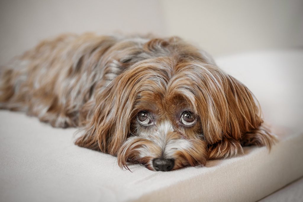 Anni ist eine Havaneserhündin und die Herzensbrecherin im Rudel