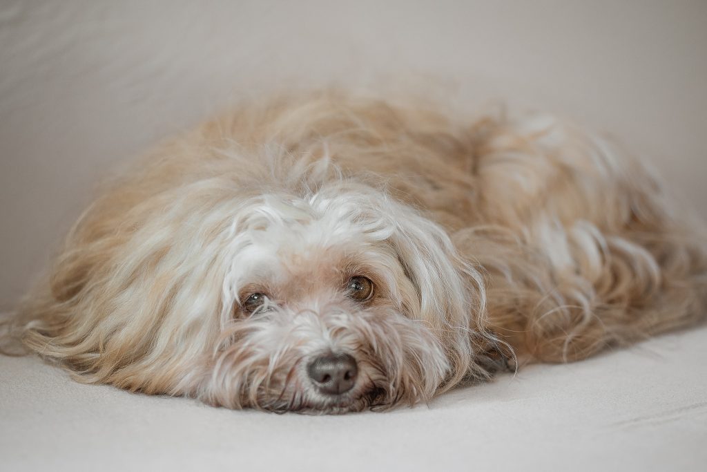 Carla ist eine größere Havaneserhündin und liebt es, wenn alles ruhig ist