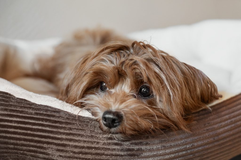 Lilly ist eine Havaneserhündin und die jüngste im Rudel.