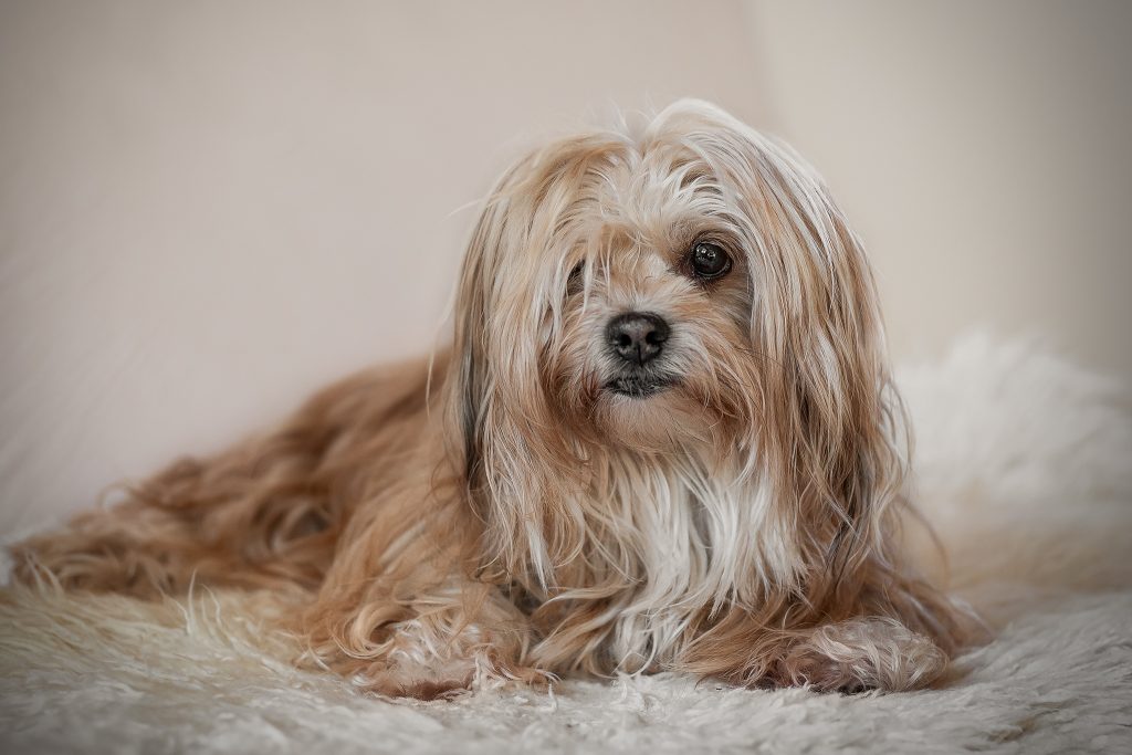 Lona ist unsere Diva und die heimliche Chefin unseres Rudels