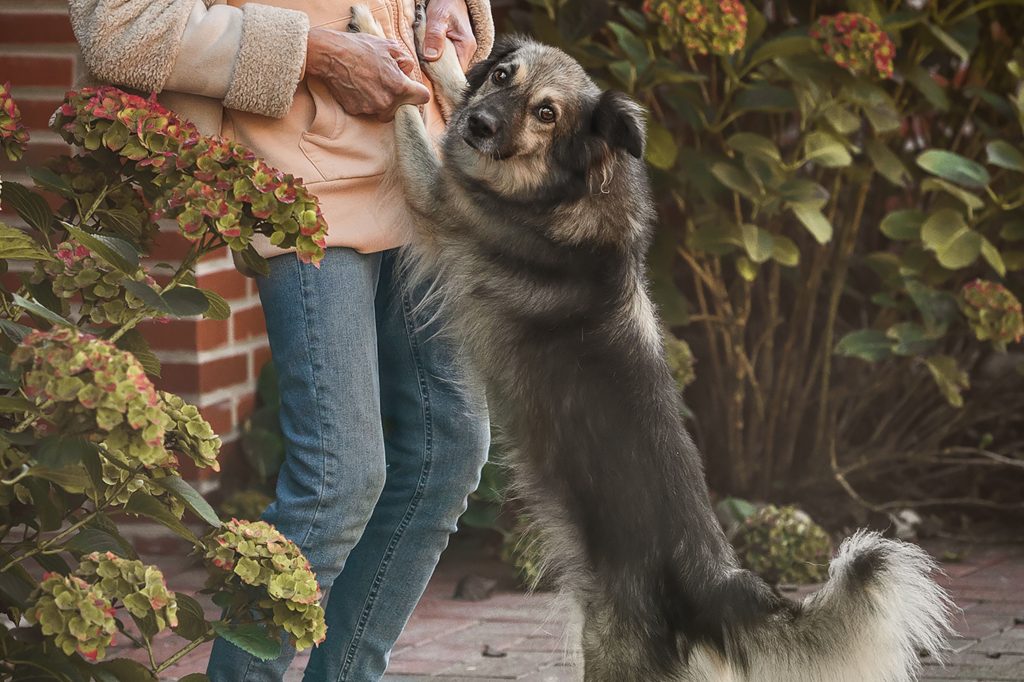 Luna kommt aus dem Tierschutz aus Rumänien.