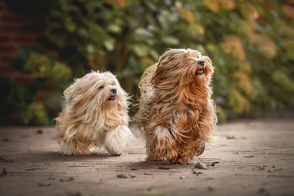 Zwei Hunde rennen in der Natur