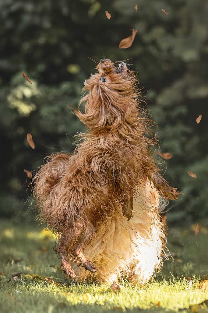 Hunde voller Lebensfreude genießen die Natur