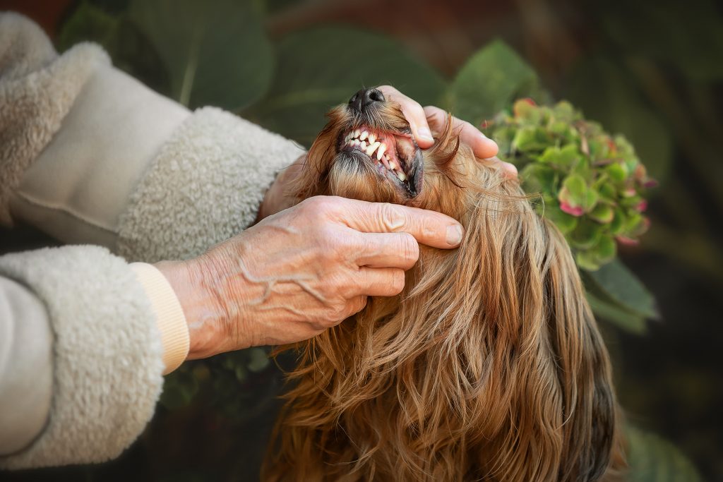 Zahnstein verhindern bei Hunden durch passende Fütterung